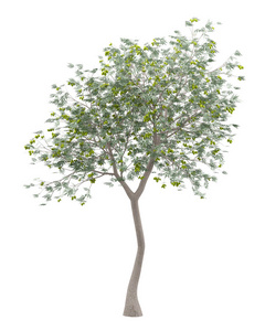 橄榄树，橄榄分离在白色背景上。三维插图