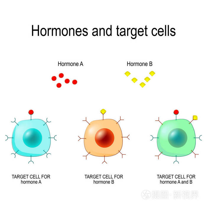 每种激素只设计某些细胞. 这些细胞上会有特定于某种激素的受体.
