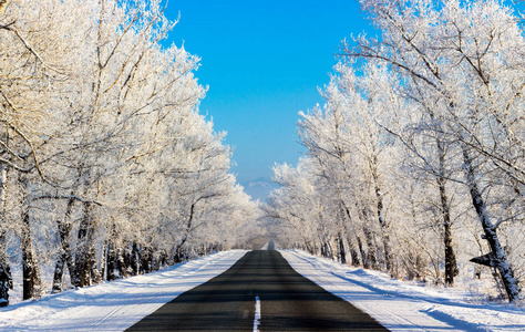 冬天的仙境道路上覆盖着积雪的树木，在阳光明媚的寒冷的日子里。 明亮的冬季景观