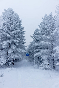 大雪覆盖的自行车道路在冬季森林在阴天黄昏。 城里的降雪。 大雪纷飞。 冬季森林循环轨迹的标志