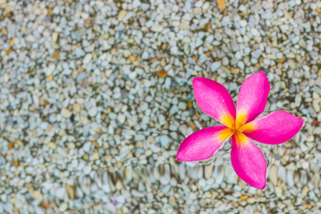 一朵泰国粉红色梅花，有沙子和水的背景