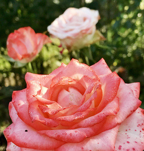 盛开的花，玫瑰，绿叶，活的自然，不寻常的香气，花束植物。 玫瑰花由长的雌蕊圆形雄蕊绿草组成。 玫瑰花中的植物花束