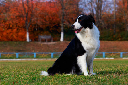 狗种边境牧羊犬科莉坐在绿草上图片