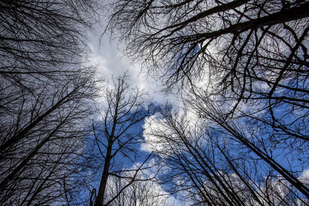 在森林中树枝伸展到天空