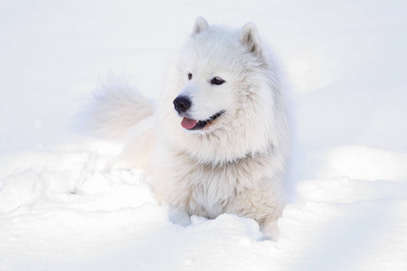 美丽的狗在雪地上的公园里的森林里散步