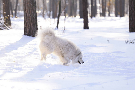 美丽的狗在雪地上的公园里的森林里散步