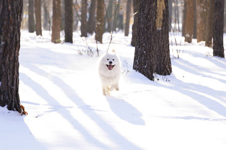 美丽的狗在雪地上的公园里的森林里散步