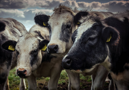 在一个寒冷的秋天，在荷兰农村，友好的毛茸茸的母牛聚集在一起