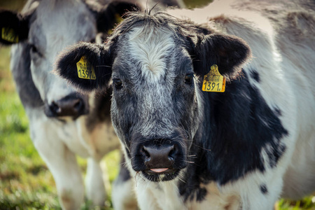 可爱的灰色和白色毛茸茸的母牛，舌头挂在外面，盯着镜头看，看上去有点愚蠢。