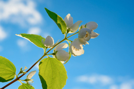 在蓝天背景上的茉莉花树枝