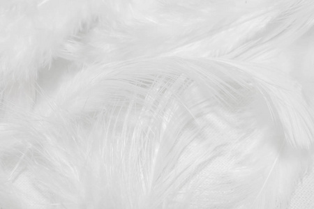白色背景白色羽毛设计
