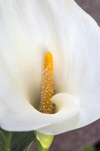 巨大的白色栀子花