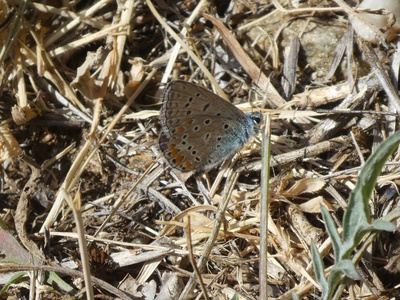 意大利山区的奥西里斯蓝蝴蝶