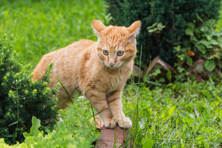 一只美丽的鲜红的小猫,有着黄色的眼睛和粉红色的鼻子,在夏天的花园里