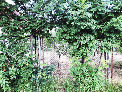 避暑住宅户外。院子里的美丽的树