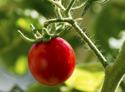 成熟的红色西红柿挂在绿色的叶子背景上，挂在花园里番茄树的藤蔓上。