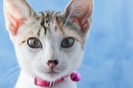 一只好奇的绿色眼睛的肖像，小猫在蓝色的背景和粉红色的叮当铃上看着相机。