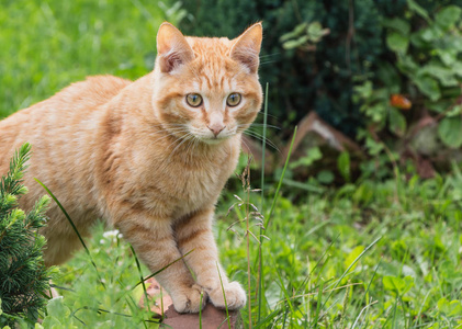 一只美丽的鲜红的小猫,有着黄色的眼睛和粉红色的鼻子,在夏天的花园里