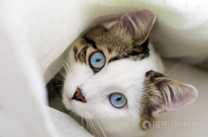 cutecatindoorhousecat