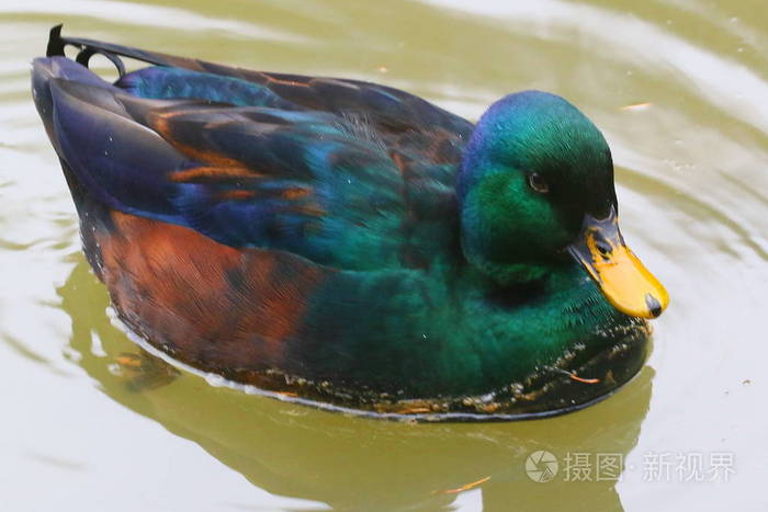 五颜六色的鸭子在秋天的池塘里游泳一只明亮的鸟的肖像