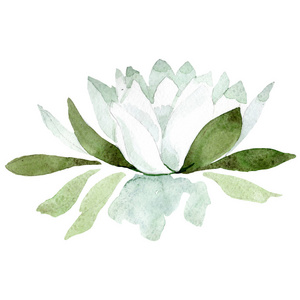 白莲 花植物学花 水彩背景插图集 隔离的莲花插图元素相似素材图片 摄图新视界 白莲 花植物学花 水彩背景插图集 隔离的莲花插图元素相似素材图片 摄图新视界