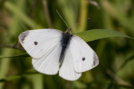  butterfly in nature. Fauna  flora concept.