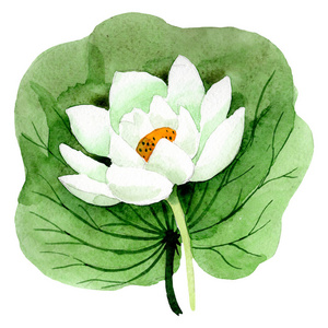 白色莲花与绿叶.水彩背景插图集.隔离的莲花插图元素照片