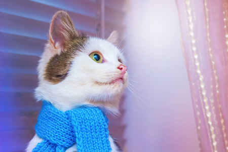 一只穿着时髦蓝色围巾的白猫看着旁边