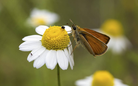  butterfly in nature. Fauna  flora concept.