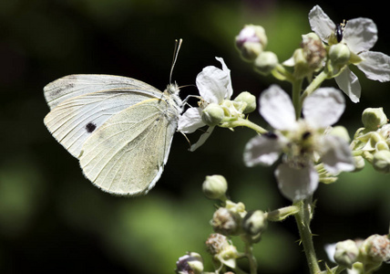  butterfly in nature. Fauna  flora concept.