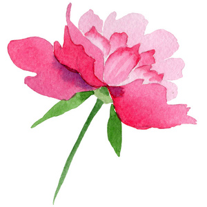 粉红色牡丹花与绿叶.孤立的牡丹插图元素.水彩背景集照片