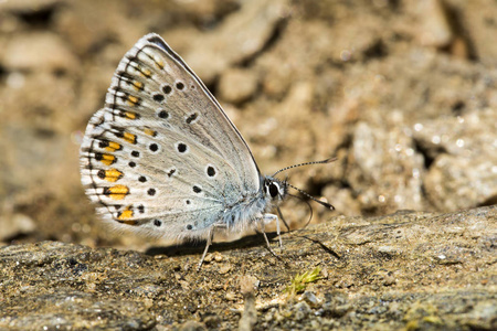  butterfly in nature. Fauna  flora concept.