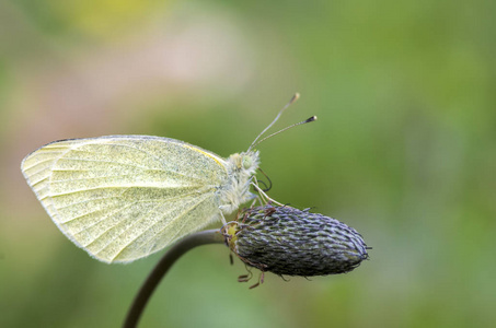  butterfly in nature. Fauna  flora concept.