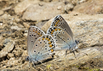  butterfly in nature. Fauna  flora concept.