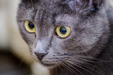 一只灰色漂亮的猫的肖像，黄色的眼睛紧闭着