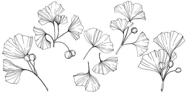 雕刻的黑白银杏叶.植物植物园.隔离银杏插图元素照片