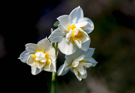 盛开的水仙花。 开花水仙花。 春天的水仙花。