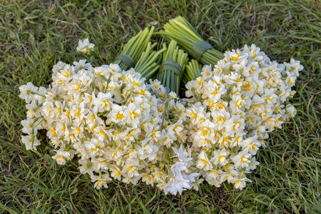 盛开的水仙花。 开花水仙花。 春天的水仙花。