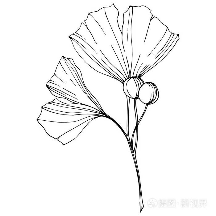 向量雕刻的黑白银杏叶植物植物园隔离银杏插图元素