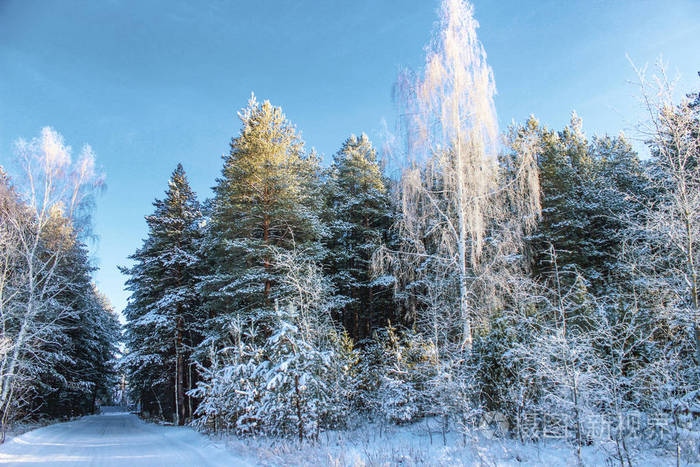 冬天森林里松树上的白色蓬松的寒霜