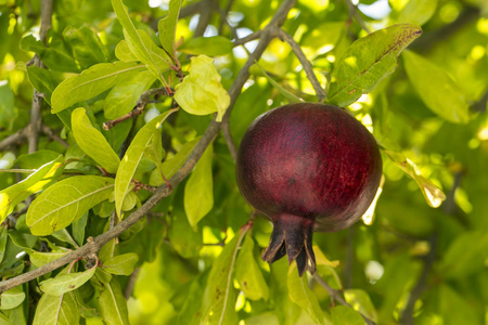  pomegranate tree. Natural agriculture.