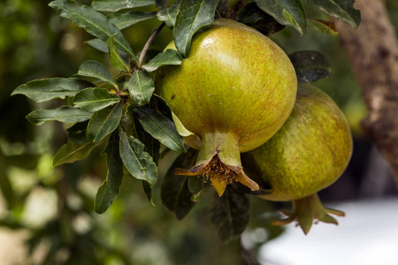  pomegranate tree. Natural agriculture.