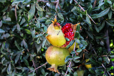  pomegranate tree. Natural agriculture.