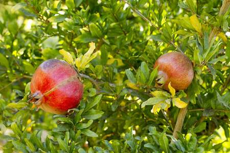  pomegranate tree. Natural agriculture.