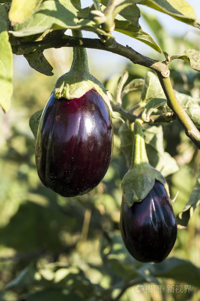 eggplant field, harvest.