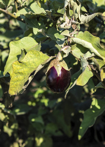  eggplant field, harvest.