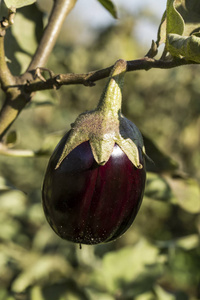  eggplant field, harvest.