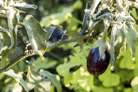  eggplant field, harvest.