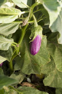  eggplant field, harvest.