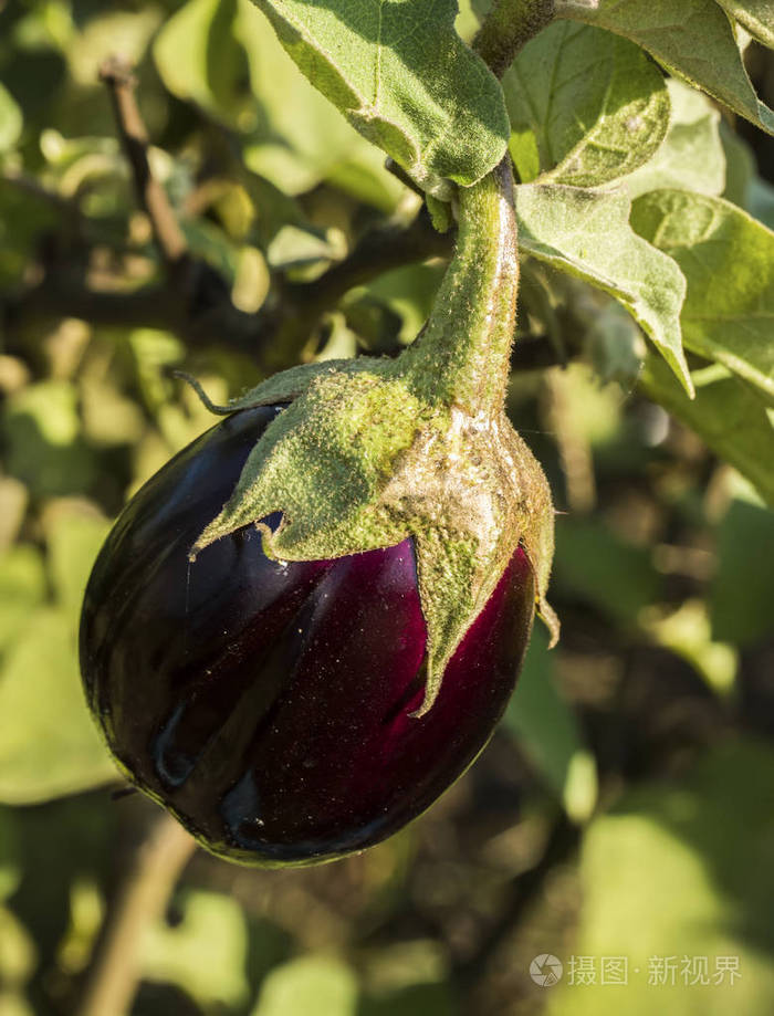 eggplant field, harvest.